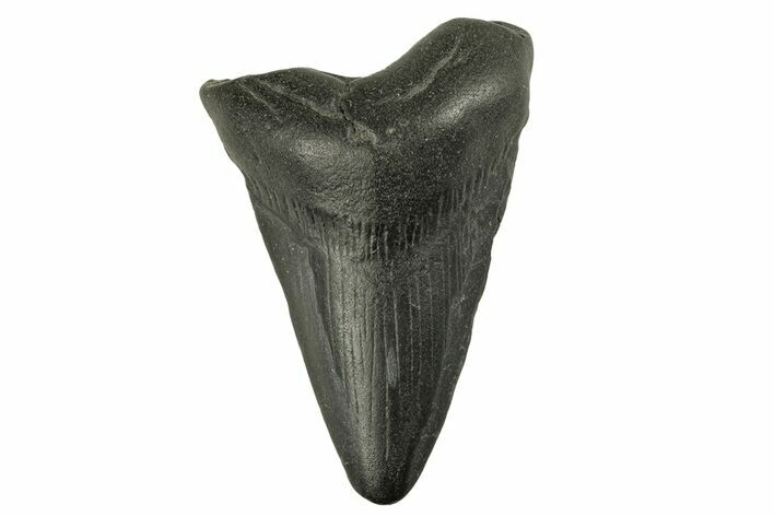 Juvenile Megalodon Tooth - South Carolina #258622